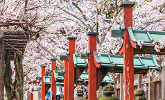 日本入境政策再放松，樱花季将至，赴日游客即将迎来暴增！