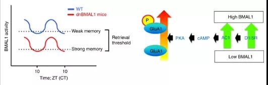 Nature子刊：海马昼夜节律钟揭示时间对记忆恢复的调节作用2.jpg