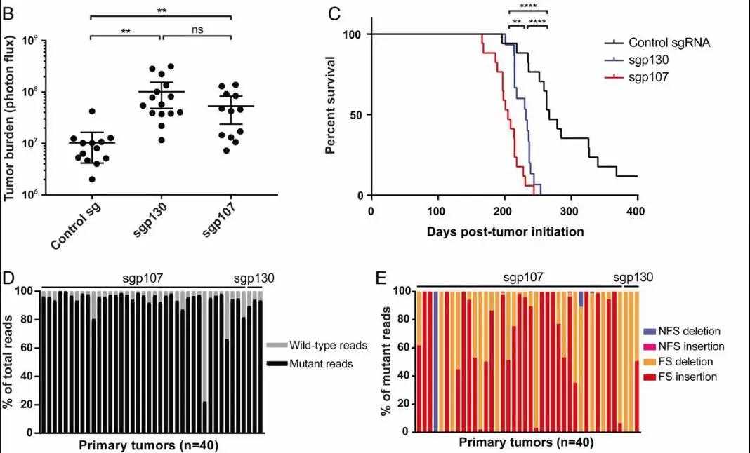 PNAS：探究“最致命”肺癌，科学家发现CRISPR-Cas9系统新应用1.jpg