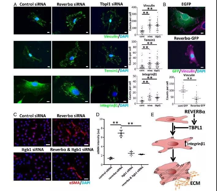 PNAS：睡眠时间过长或过短，都易导致肺纤维化2.jpg