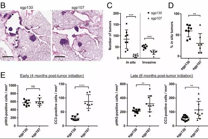 PNAS：探究“最致命”肺癌，科学家发现CRISPR-Cas9系统新应用2.jpg