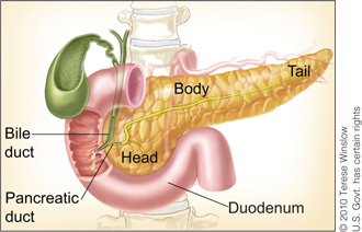 (stomach胃,spleen脾,pancreas胰腺,liver肝脏,bile duct胆管,gall