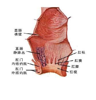 二道门直肠图片