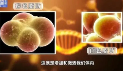 研究显示，你身上的“棕色脂肪”或可帮助提高癌症生存率！