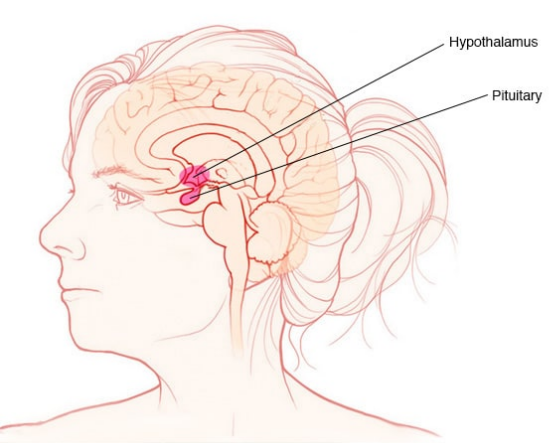 垂体腺和下丘脑