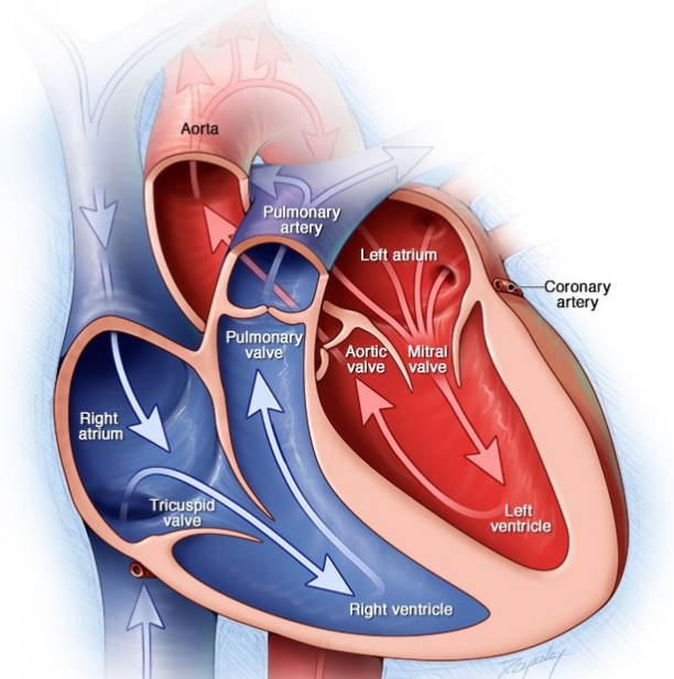 心腔和瓣膜