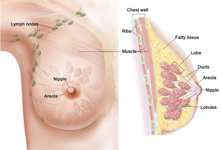 女性乳房解剖图,显示淋巴结、乳头、乳晕、胸壁、肋骨、肌肉、脂肪组织、乳叶、导管和小叶。 女性乳房解剖图,显示淋巴结、乳头、乳晕、胸壁、肋骨、肌肉、脂肪组织、乳叶、导管和小叶。