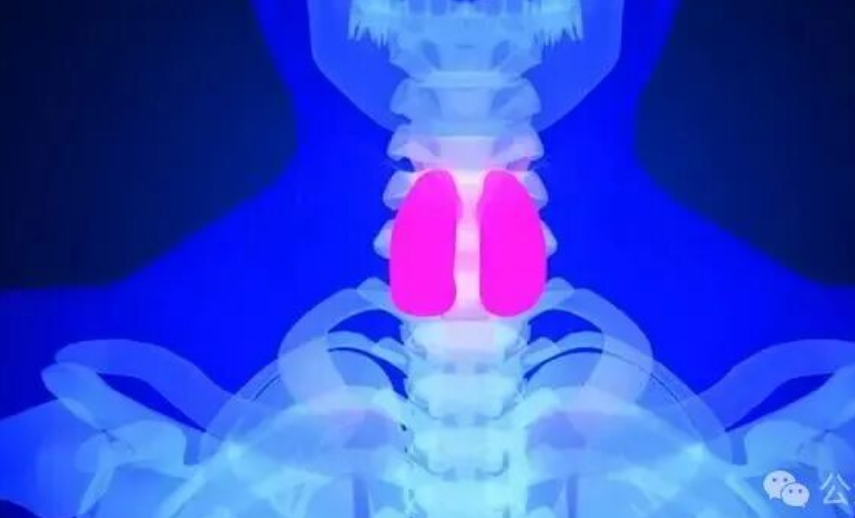 冯提莫甲状腺癌复发,粉丝冲爆热搜!年轻人该怎样应对这种高发癌?