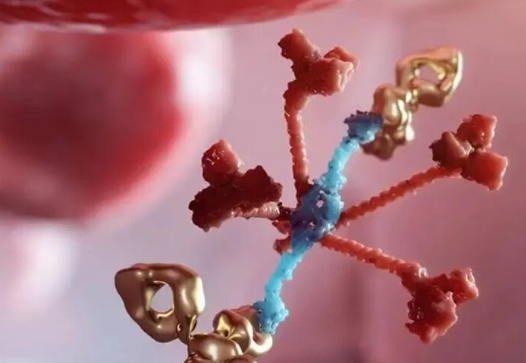 美国上市新药：首个治疗造血干细胞移植血栓性微血管病的药物获批