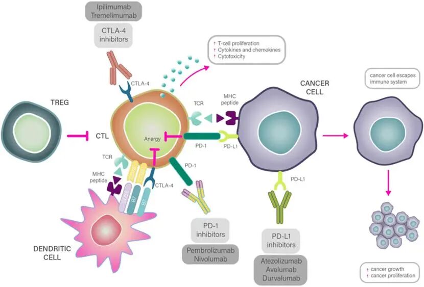 免疫检查点阻断疗法的机制。说明：癌细胞因无法激活CTLs而逃避免疫系统的识别而增殖。PD-1表达在活化的T细胞上。PD-1与PD-L1结合，从而抑制CTLs。通过免疫检查点阻断疗法，如彭珠单抗或阿维鲁单抗，可以恢复CTL抗肿瘤活性，从而重新激活免疫系统。缩写：CTLs，细胞毒性T淋巴细胞;DC，树突状细胞;MHC，主要组织相容性复合体;PD-1，程序性细胞死亡-1;PD-L1，程序化细胞死亡-1配体;TCR，T细胞受体;Tregs，调控T细胞;CTLA-4，细胞毒性T淋巴细胞抗原4