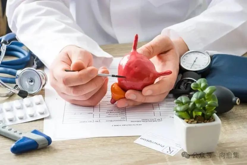 Doctor explaining urinary system using bladder model.