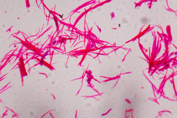 美国FDA授予Eftilagimod alfa孤儿药资格，用于治疗软组织肉瘤