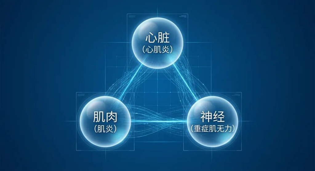 一张专业且具有国际化美感的医学插画,展示了‘三重M综合征’(TMOS)中涉及的心脏(心肌炎)、肌肉(肌炎)和神经(重症肌无力)三大系统的交织与联动。画面采用盛诺一家品牌蓝调,通过三个互联的发光球体和流动的光线,传达出现代医学对复杂免疫机制的精准解构与掌控感。