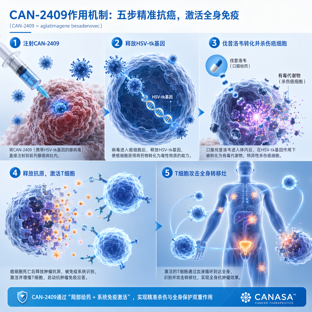 CAN-2409(aglatimagene besadenovec)作用机制图解:展示了从瘤内注射病毒、释放HSV-tk基因、口服伐昔洛韦产生毒性杀伤癌细胞,到最后释放肿瘤抗原激活T细胞并攻击全身转移灶的五个专业步骤。
