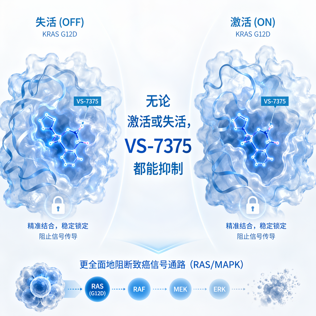 医学插画展示了VS-7375的“双重状态”抑制机制:左侧为药物锁定“失活(OFF)”状态的KRAS G12D蛋白,右侧为药物锁定“激活(ON)”状态的蛋白。中间配有文字“无论激活或失活,VS-7375都能抑制”,下方标注“更全面地阻断致癌信号通路(RAS/MAPK)”。整体风格专业且充满希望。