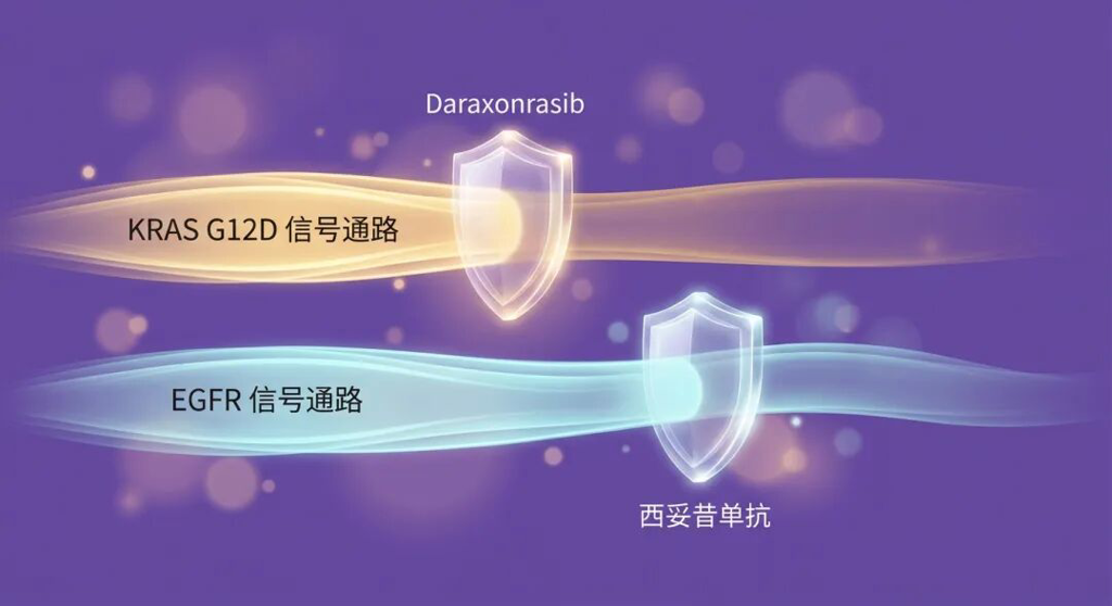一张温暖紫色调的医学机制插图,展示了‘双管齐下’的治疗策略:画面中有两条平行的流动光带,金色光带标注为‘KRAS G12D 信号通路’,青色光带标注为‘EGFR 信号通路’。两面柔和而坚固的发光盾牌分别标注为‘Daraxonrasib’和‘西妥昔单抗’,精准地拦截了这两条通路,象征药物联合使用切断了癌细胞的逃逸路径,传递出安全感与希望。